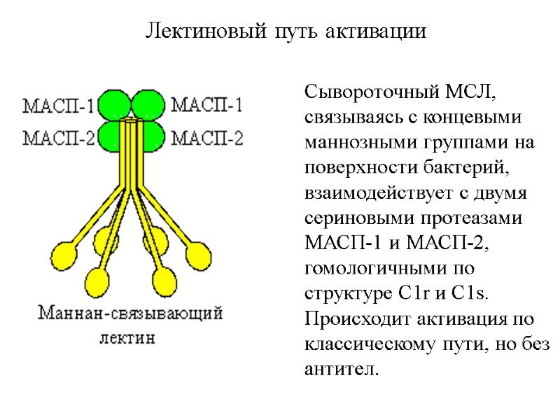 Лектиновый путь активации Сывороточный МСЛ, связываясь с концевыми маннозными группами на поверхности бактерий, взаимодействует